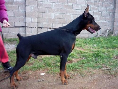 Gerard s Mysa Hersones | Black Doberman Pinscher