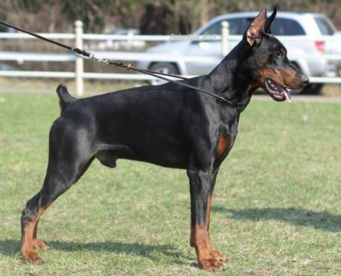 Goffrey s Mysa Hersones | Black Doberman Pinscher