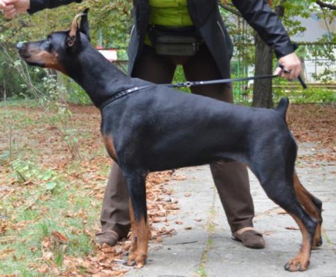 May-Bloom s Mysa Hersones | Black Doberman Pinscher