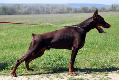 Karolus Magnus s Mysa Hersones | Brown Doberman Pinscher