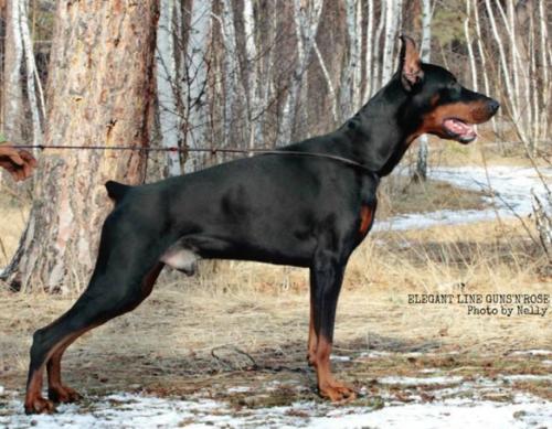 Elegant Line Guns N Roses | Black Doberman Pinscher