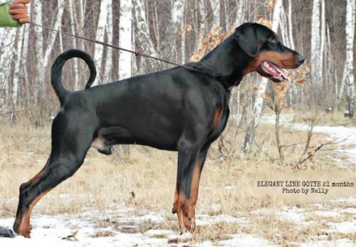 Elegant Line Gotye | Black Doberman Pinscher