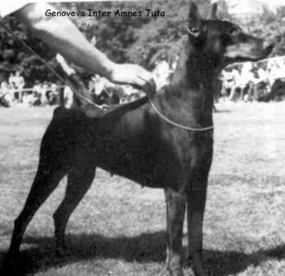 Genoveva Inter Amnes Tuta | Black Doberman Pinscher