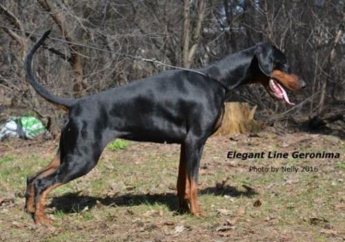 Elegant Line Geronima | Black Doberman Pinscher