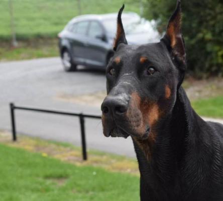 Igor Impostor v. Sharlatan | Black Doberman Pinscher