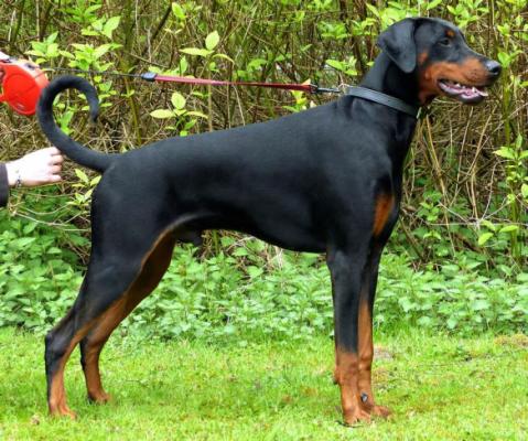 Hertog Neron v. Olympiastaete | Black Doberman Pinscher