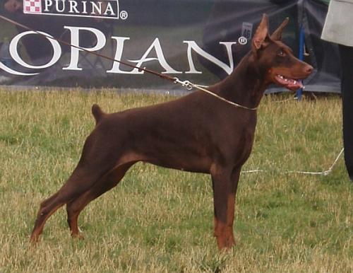 Csini Baba Diva | Brown Doberman Pinscher