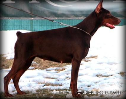 Nefarius Mayli | Brown Doberman Pinscher