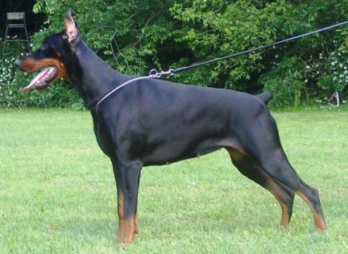 Opal One Pearl of Kimberly-Pearl | Black Doberman Pinscher