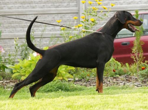 Osha Friend of Mine | Black Doberman Pinscher