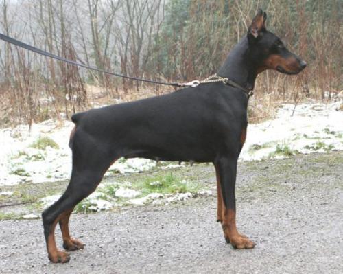 Romance di Altobello | Black Doberman Pinscher