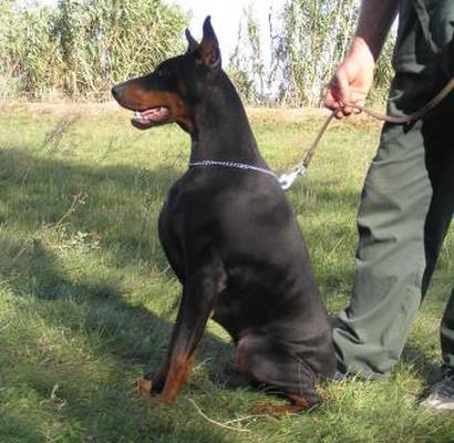 Ilmare Starlineking | Black Doberman Pinscher