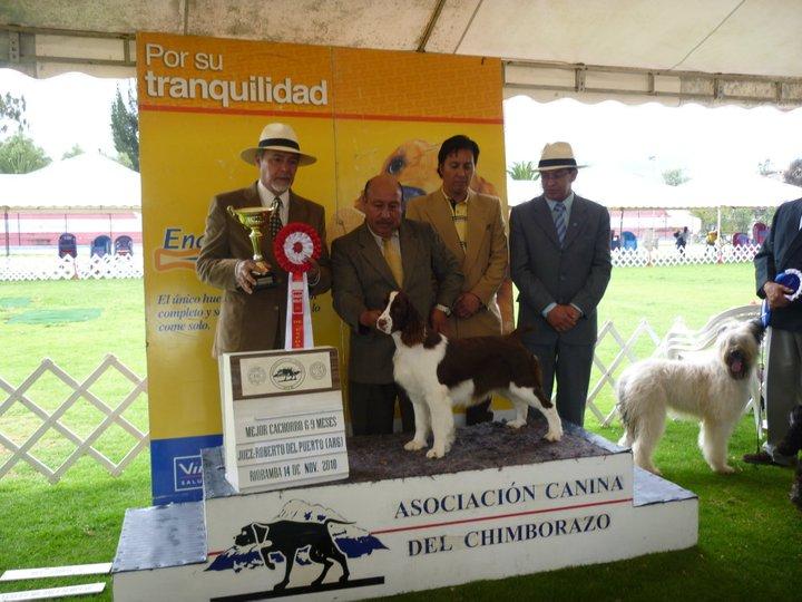 FRIDA DE SANTELMO | English Springer Spaniel 