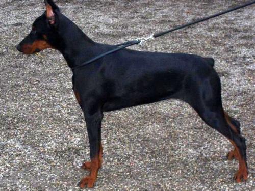 Zara de Gagnant | Black Doberman Pinscher