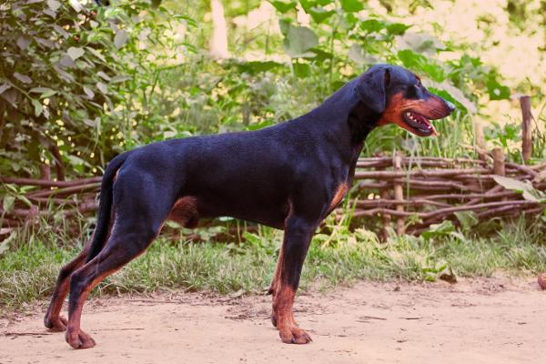 Freyr Neit Vittorio | German Pinscher 