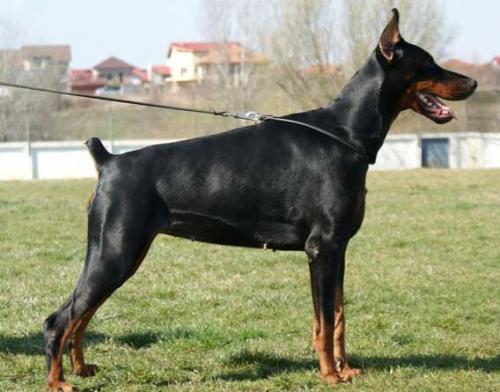 Focus Reggae Rules | Black Doberman Pinscher