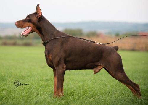 Baron Boom di Baduli | Brown Doberman Pinscher