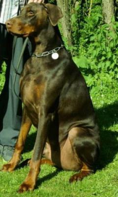 Canto Chagall Home | Brown Doberman Pinscher