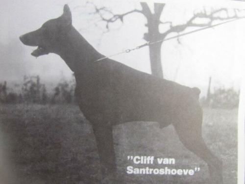 Cliff v. Santroshoeve | Black Doberman Pinscher