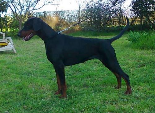 Izzary de Fleichsmer | Black Doberman Pinscher