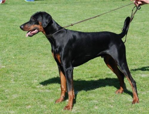 Diragos Alfred | Black Doberman Pinscher