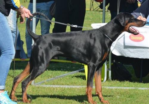 Diragos Avalon | Black Doberman Pinscher