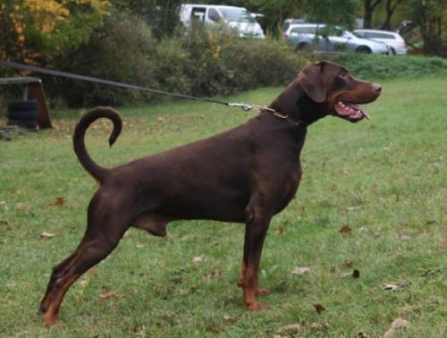 Garp Extra Elite | Brown Doberman Pinscher