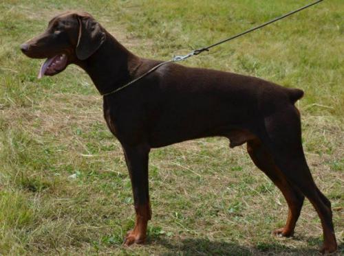 Goro Extra Elite | Brown Doberman Pinscher