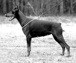 Querda v. Stevinhage | Black Doberman Pinscher