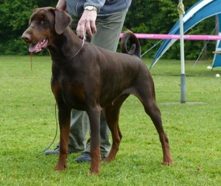 Cassandra v. Apoldastamm | Brown Doberman Pinscher