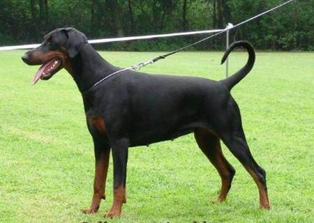 Celina v. Apoldastamm | Black Doberman Pinscher