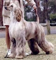 Quom Whistlebait Wanda | Afghan Hound 