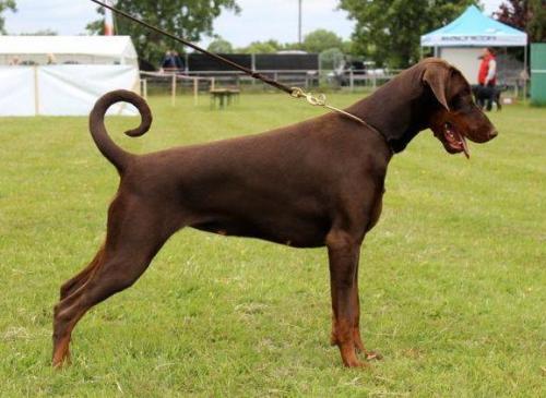 Alminoris Brunaborussia | Brown Doberman Pinscher