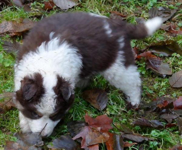 Cody Spencer | Border Collie 