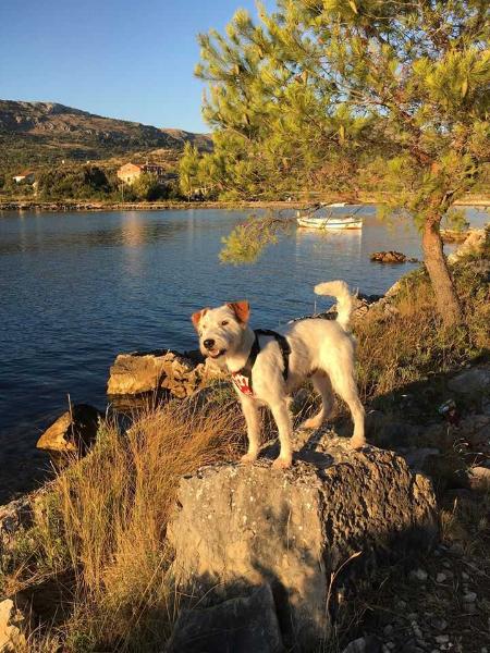 Athos Daisy Star | Parson Russell Terrier 
