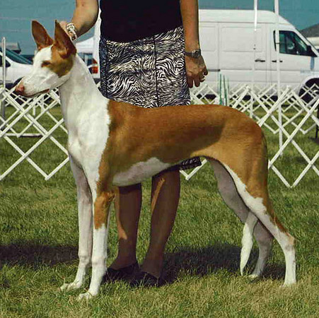 HareHill's Running Wild | Ibizan Hound 