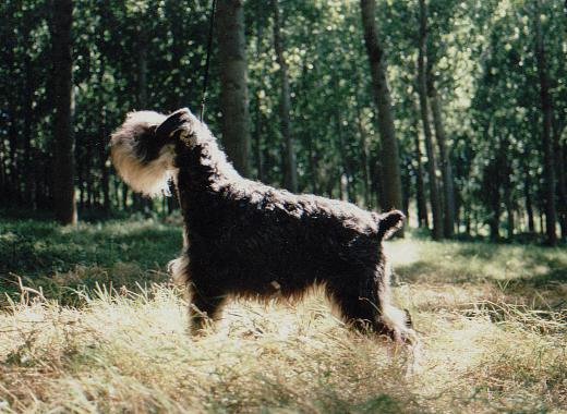 Riberbox Americana | Miniature Schnauzer 