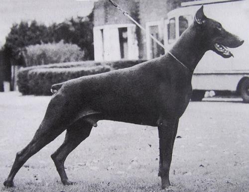 Alva v. Franckenhorst | Brown Doberman Pinscher