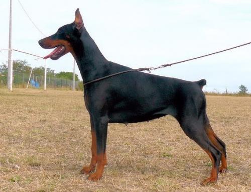 India Betelges | Black Doberman Pinscher