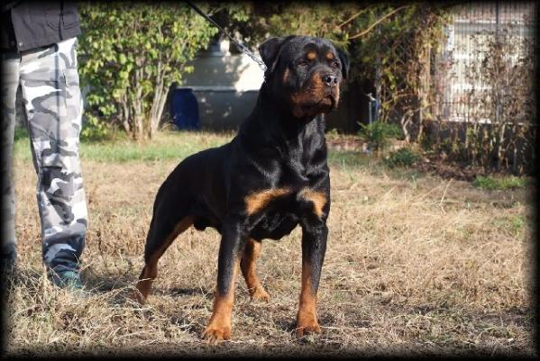 Omar Nitro Mediguard | Rottweiler 