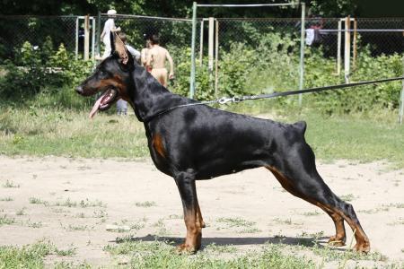 Pax Deorum Sicilya | Black Doberman Pinscher