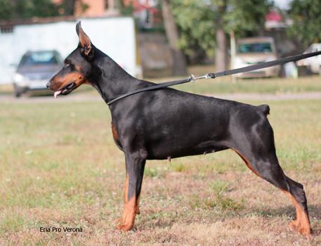 Eria Pro Verona | Black Doberman Pinscher