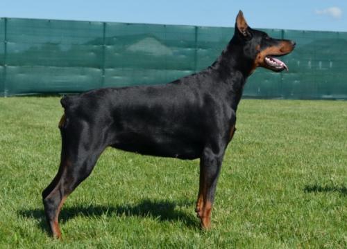 Astra bo Valcone | Black Doberman Pinscher