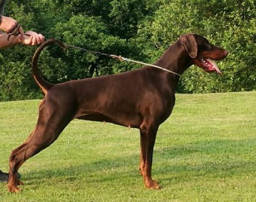 Get to the Point Femme Fatale | Brown Doberman Pinscher