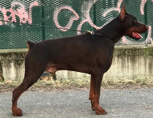 Get to the Point Fly Fighter | Brown Doberman Pinscher