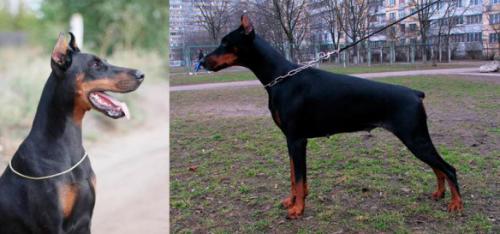 Zolta Golden Pack | Black Doberman Pinscher