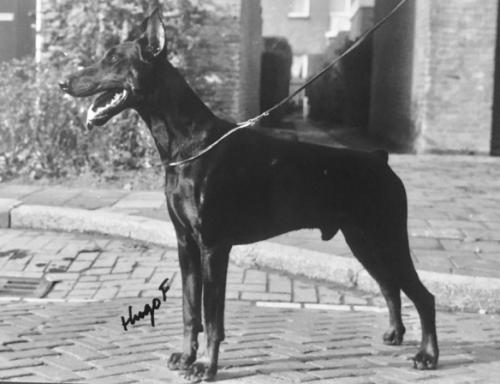 Nimrod Hilo v. Franckenhorst | Black Doberman Pinscher