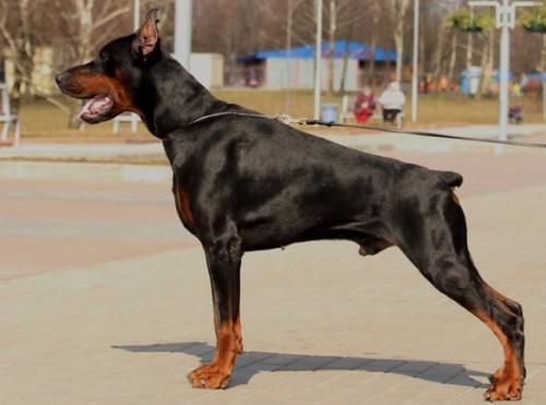 Inborn Fortuna Lantwar | Black Doberman Pinscher