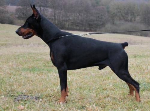 Get Ready For Evan | Black Doberman Pinscher