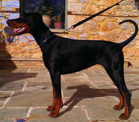 Pyrra Lycomedes | Black Doberman Pinscher